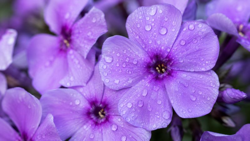 Фиолетовые цветки многолетних флоксов с каплями воды после полива