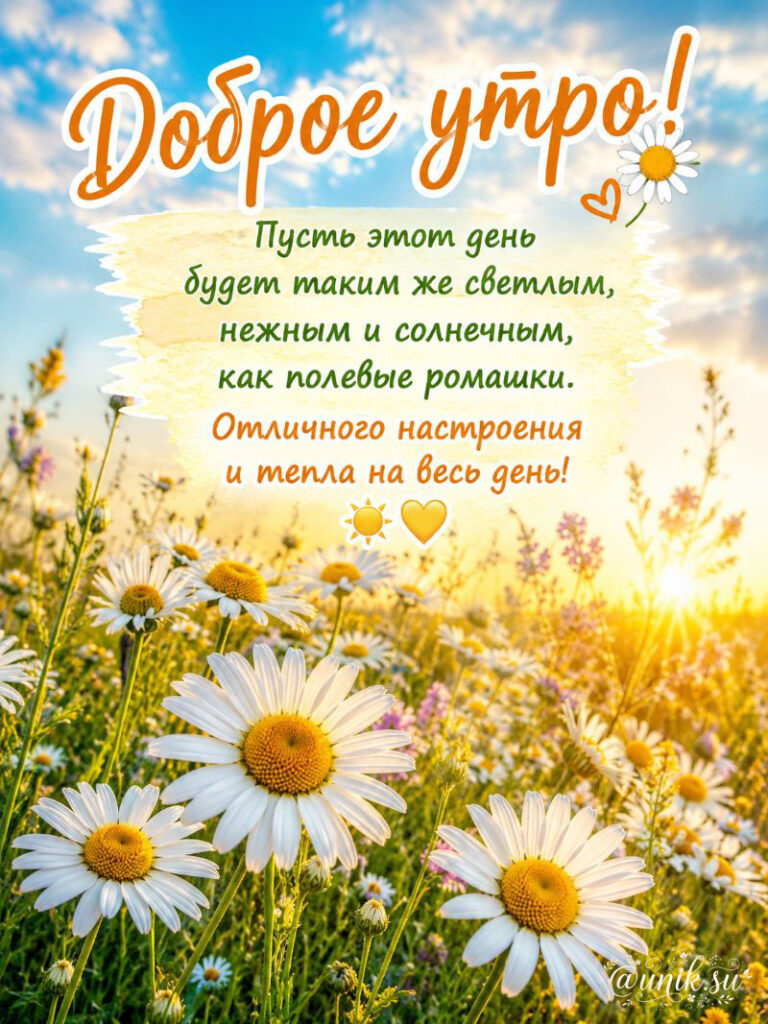 С Добрым Утром Ромашки Картинки Красивие