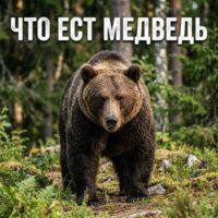 Что ест бурый медведь: рацион, среда обитания и питание в лесу