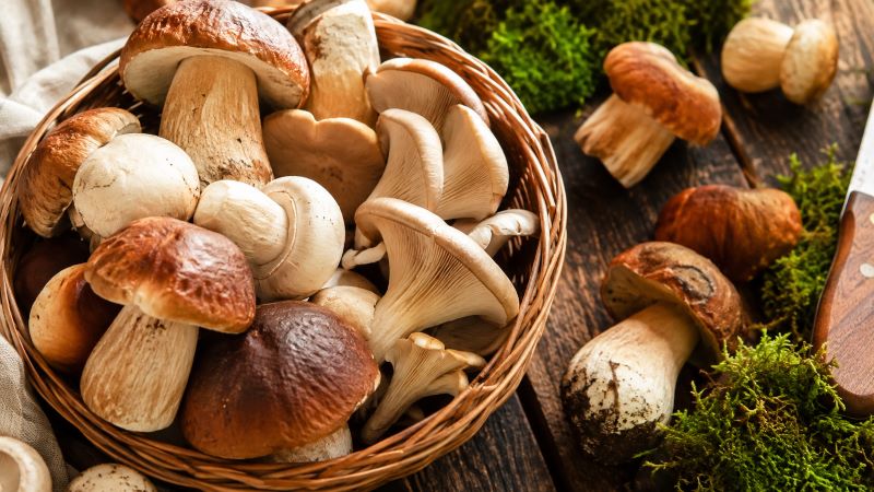 Корзина с разными съедобными грибами на мху