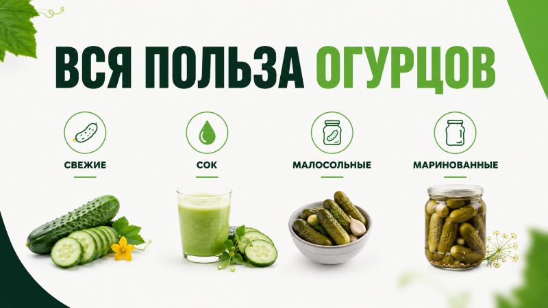 Инфографика пользы огурцов: свежие, сок, малосольные и маринованные.